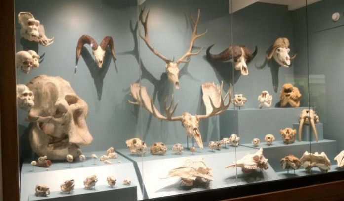 KU Natural History Museum
