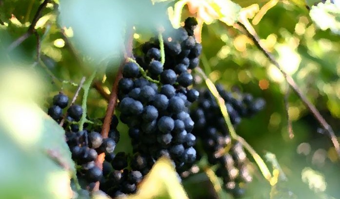 Apple Creek Vineyard & Winery