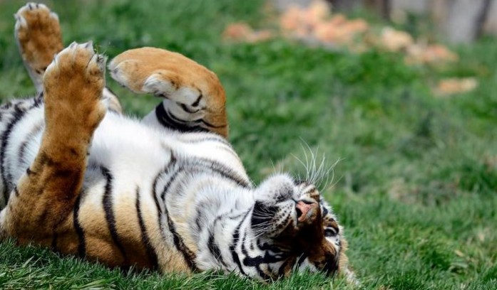 National Tiger Sanctuary