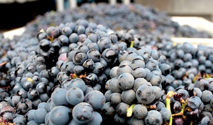 Foxen Winery & Vineyard