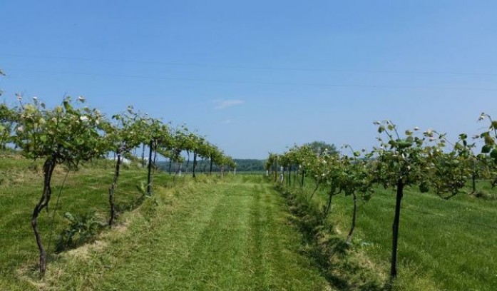 Tipple Hill Winery & Vineyard